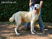 Sean - das Piepsen hinter den Gittern...