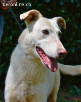 Sean - das Piepsen hinter den Gittern...