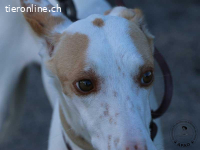 Shai - wunderbare Begleiterin für ein ruhiges Zuhause
