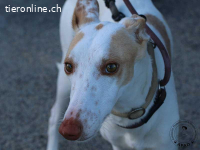 Shai - wunderbare Begleiterin für ein ruhiges Zuhause