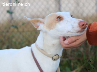 Shai - wunderbare Begleiterin für ein ruhiges Zuhause
