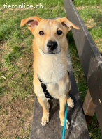 Shakira - hat Interessenten