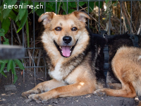 Shankar – verhält sich sehr sozial