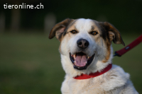 Sharky (ca. 3 Jahre) - Kinderfreund sucht Familie