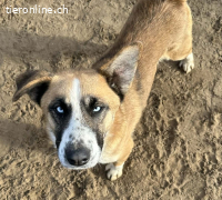 Shirley-4, liebenswerter, freundlicher und ruhiger Rüde