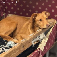 Siena - neugierig und verspielt