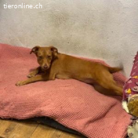 Siena - neugierig und verspielt