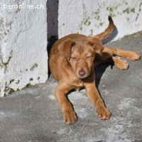 Siena - neugierig und verspielt