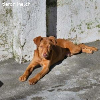 Siena - neugierig und verspielt