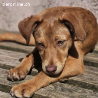 Siena - neugierig und verspielt