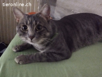 Simba – der getigerte Herzenszauberer