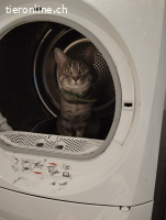 Simba – der getigerte Herzenszauberer