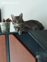 Simba – der getigerte Herzenszauberer