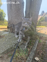 Simba – der getigerte Herzenszauberer