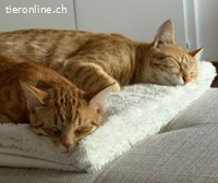 Simba&Garip 9Mt. suchen zus. Zuhause in Wohnungshaltung