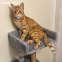 Simba&Garip 9Mt. suchen zus. Zuhause in Wohnungshaltung