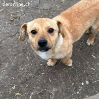 Simson – kleiner Schatz sucht großes Glück