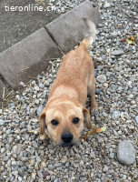 Simson – kleiner Schatz sucht großes Glück