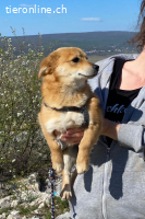 Sinny (1-2 Jahre)- Sonnenschein sucht ihren Menschen