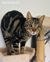 SIR HUMPHREY - EIN KAEMPFER DER NIE AUFGEGEBEN HAT