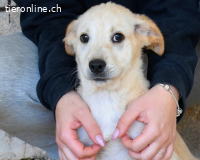 Sirette - ...und Sniffy halten zusammen