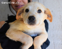 Sirette - ...und Sniffy halten zusammen