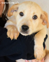 Sirette - ...und Sniffy halten zusammen