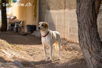 Sissi  – vorsichtige Schmusebacke