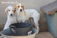 Sissi  – vorsichtige Schmusebacke