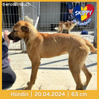 Skippy ein Überlebungskünstler sucht sein Zuhause