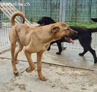Skippy ein Überlebungskünstler sucht sein Zuhause