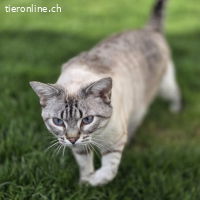 Sky und Solea - das Ying und Yang Duo