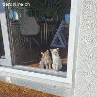 Sky und Solea - das Ying und Yang Duo