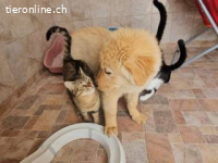 Sleepy - einer von 9 Welpen