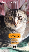 Smelly, m./kastr., geb. 06/2025, gern zu anderen Katzen