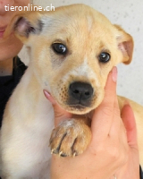 Sniffy - ...und Sirette halten zusammen