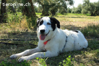 Sol – ein schüchternes Herz sucht Wärme