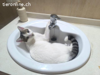 Sonnenschein Nilo sucht verspielte Familie