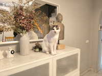 Sonnenschein Nilo sucht verspielte Familie