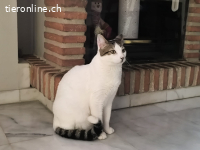 Sonnenschein Nilo sucht verspielte Familie