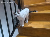 Sonnenschein Nilo sucht verspielte Familie