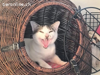 Sonnenschein Nilo sucht verspielte Familie