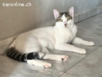 Sonnenschein Nilo sucht verspielte Familie