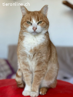 Spike - ruhiger, sanfter Kater