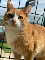 Spike - ruhiger, sanfter Kater