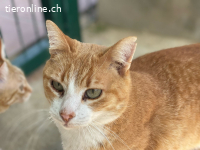 Spike - ruhiger, sanfter Kater