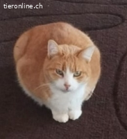 Spike - ruhiger, sanfter Kater