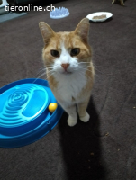 Spike - ruhiger, sanfter Kater