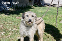 Spinocchia - Charakterkopf sucht ebensolchen