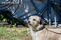 Spinocchia - Charakterkopf sucht ebensolchen